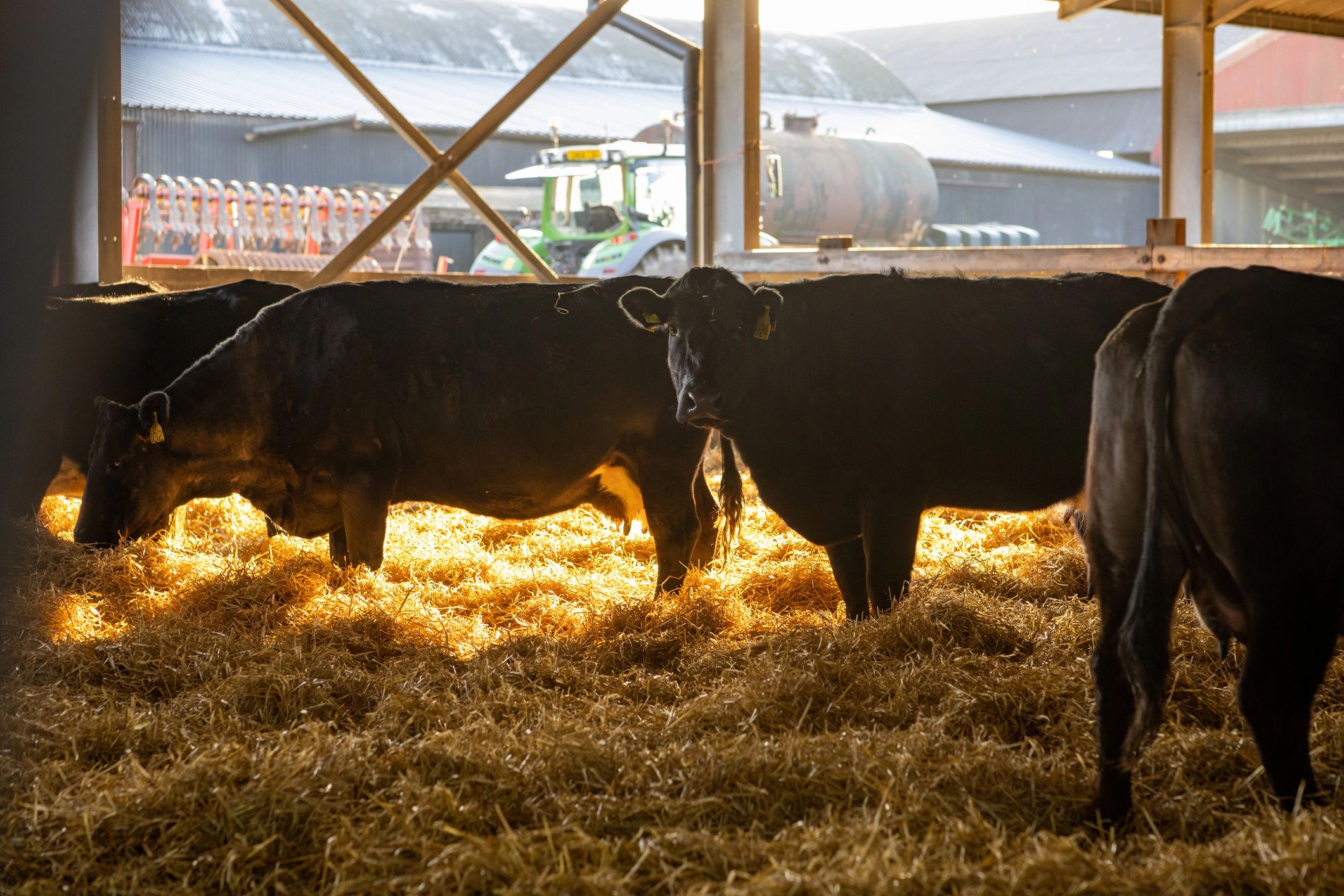 Cows in a barn, representing livestock customers supported by reliable feed supply